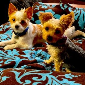 Meet your Posher, Diana